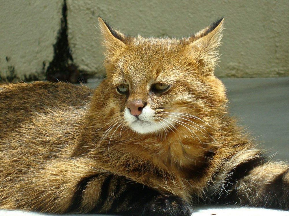 Пампасская кошка