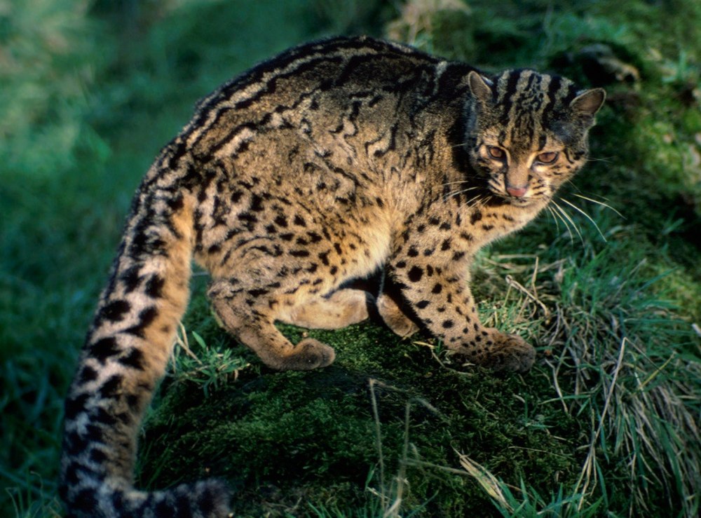 Мраморные кошки (Pardofelis)