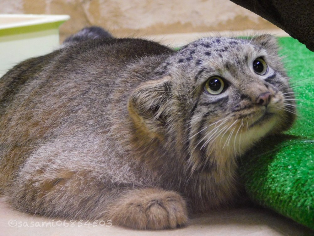 Кот Манул