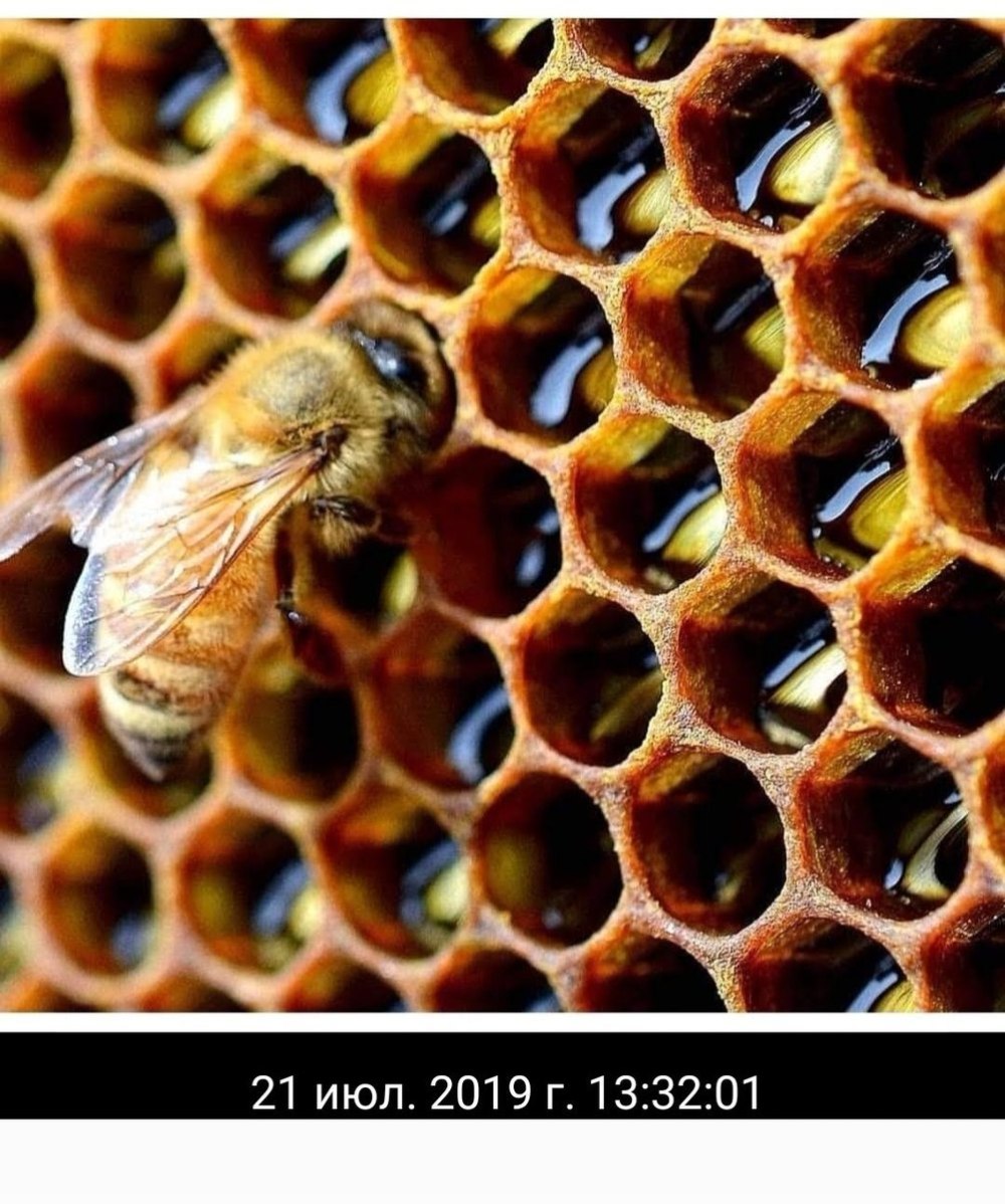 Много пчел