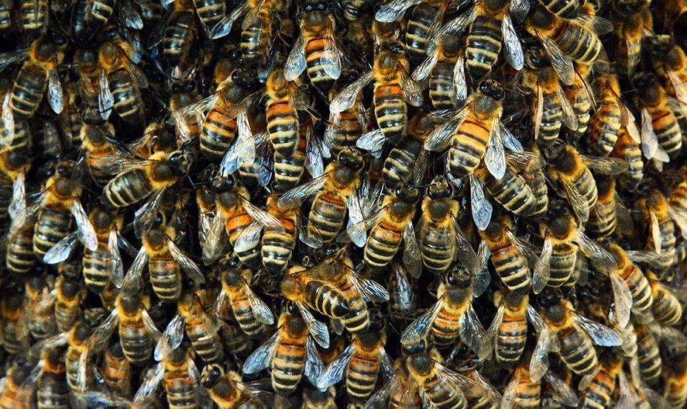 Пчела Bee Swarm