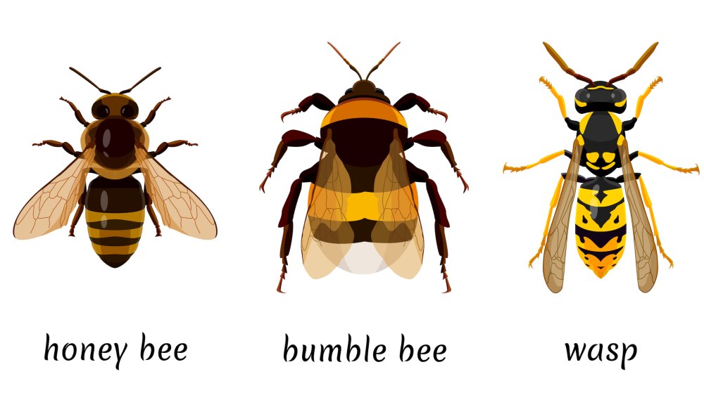 Wasp vs Hornet