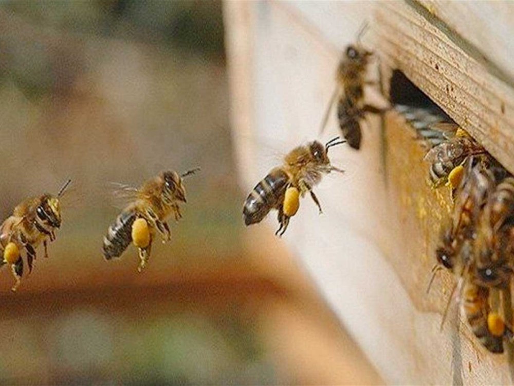 Пчелы santiago