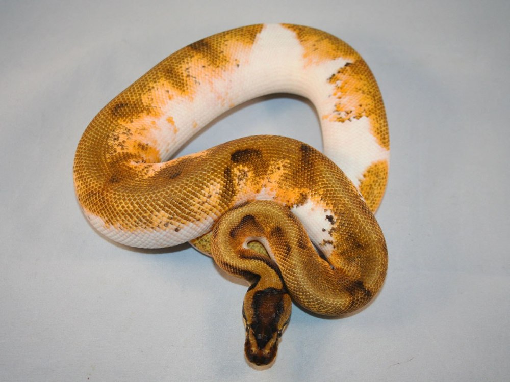 Питон морфы Regius Piebald