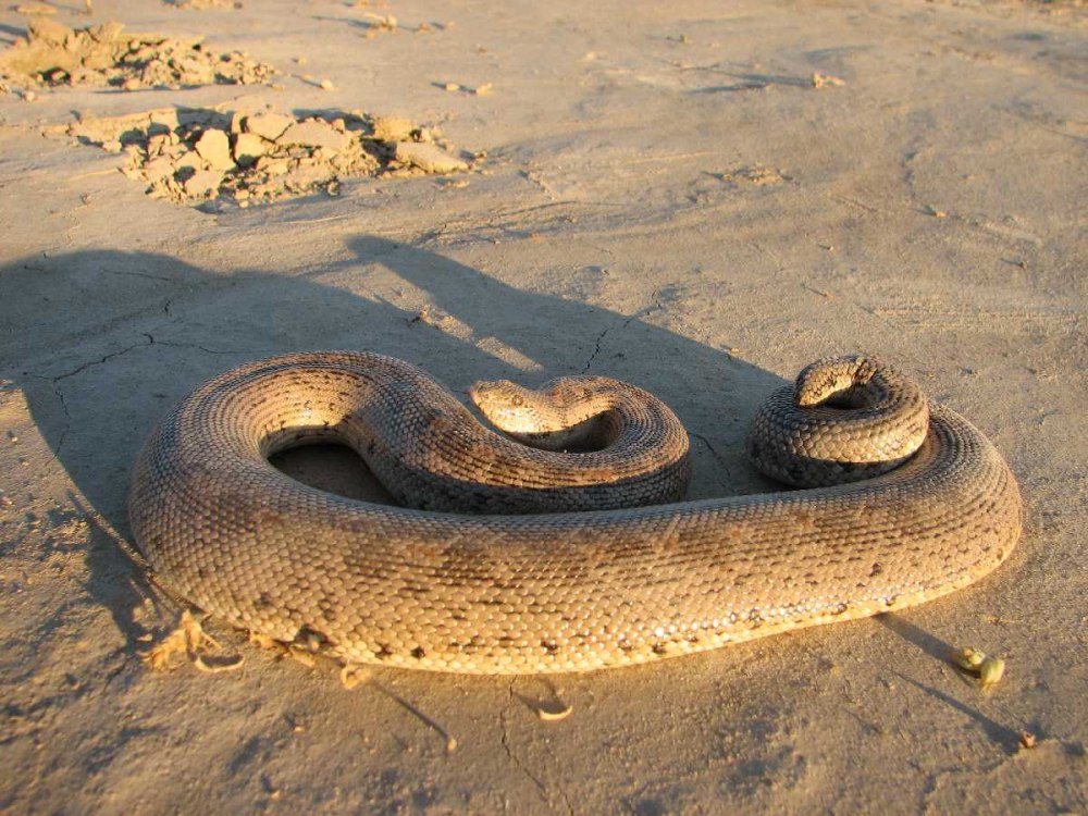 Eryx miliaris