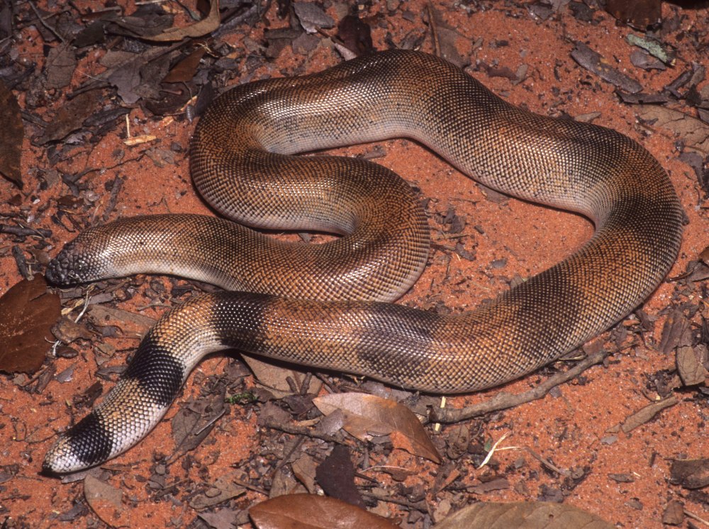 Eryx johnii