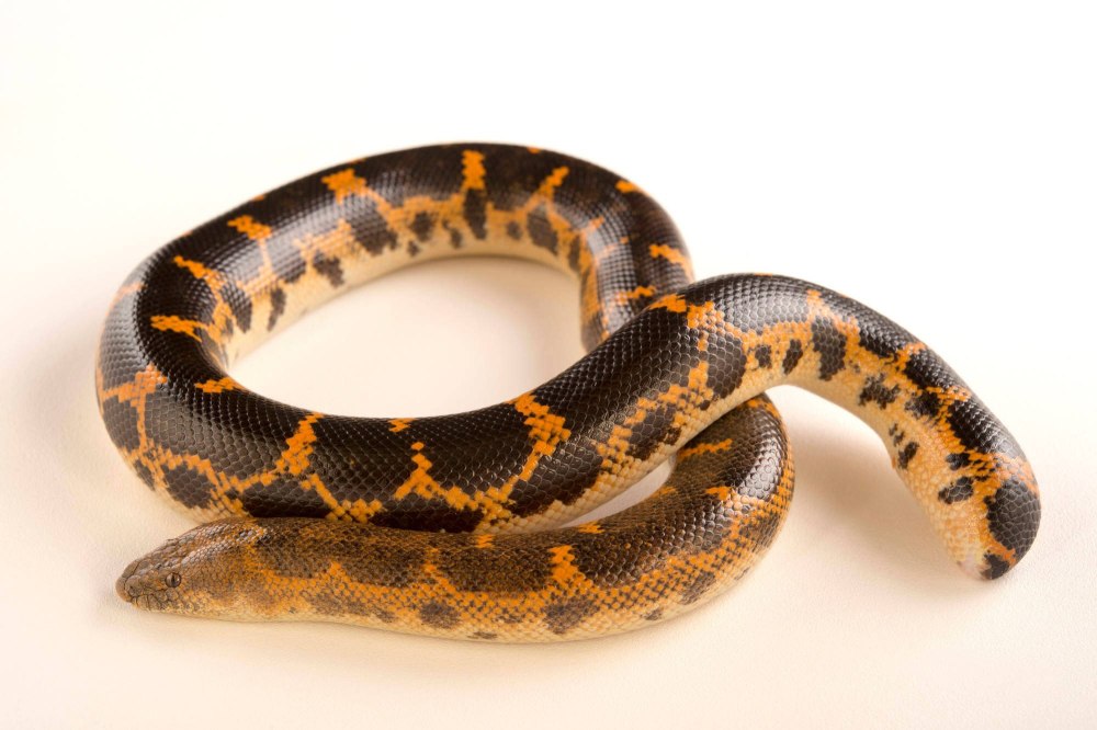 Кенийские удавчики 2022 (Gongylophis colubrinus):
