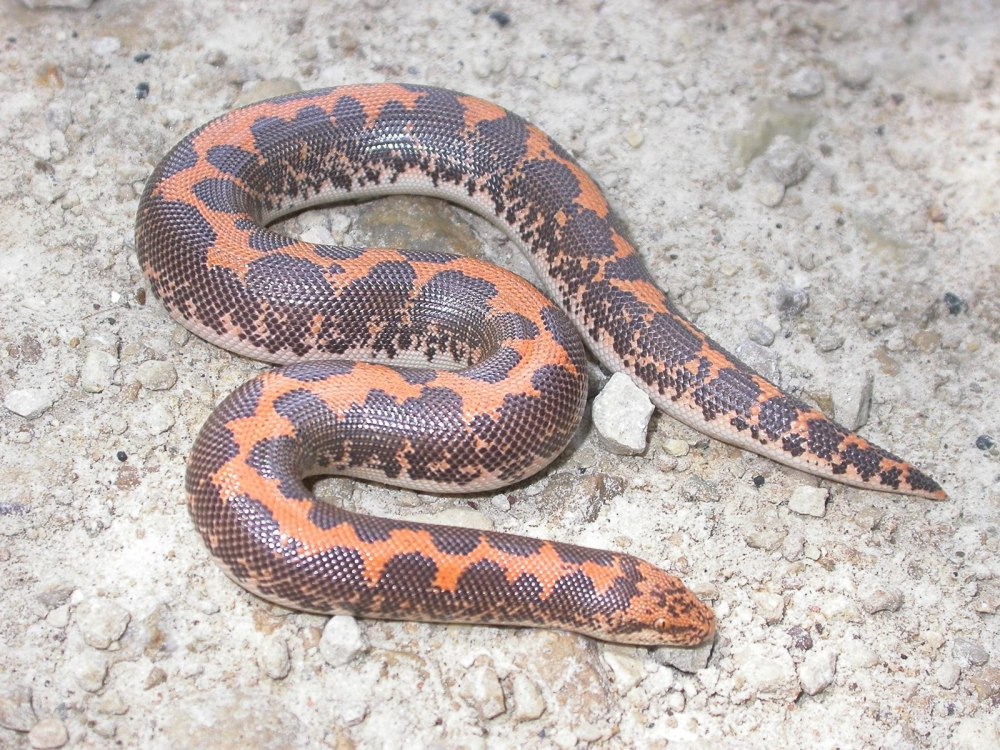 Gongylophis colubrinus