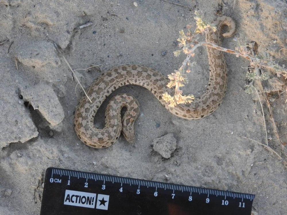 Eryx tataricus