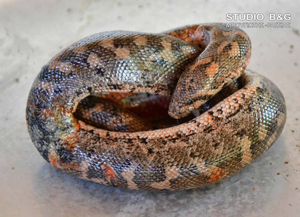 Eryx jaculus