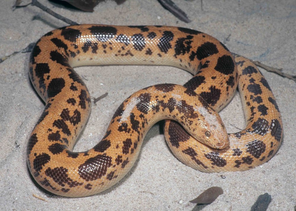 Eryx colubrinus