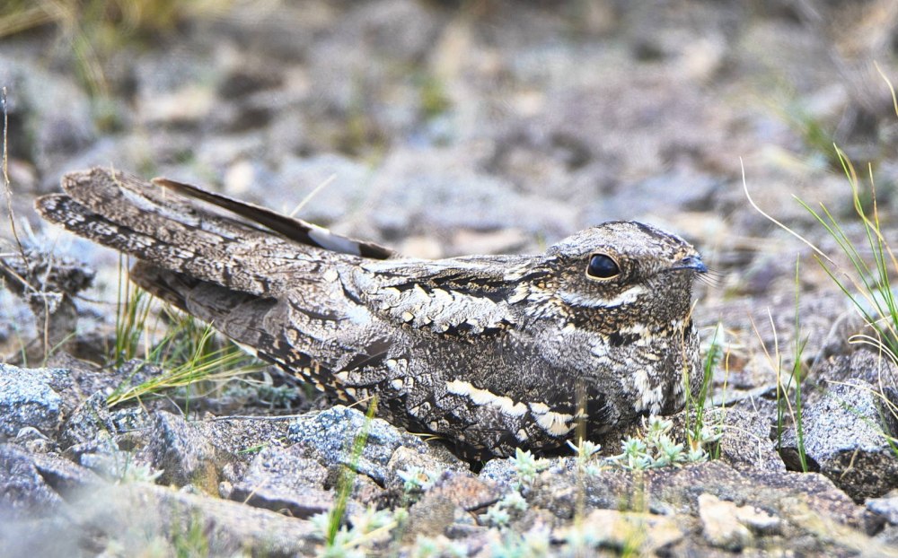 Козодой Пригожина (Caprimulgus prigoginei)