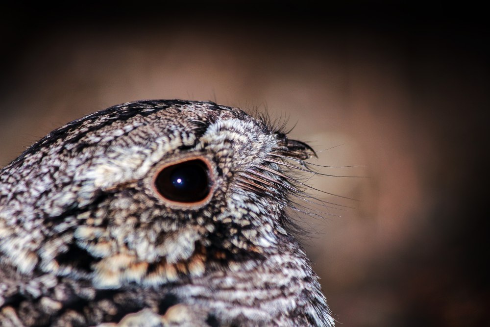 Nightjar Bird