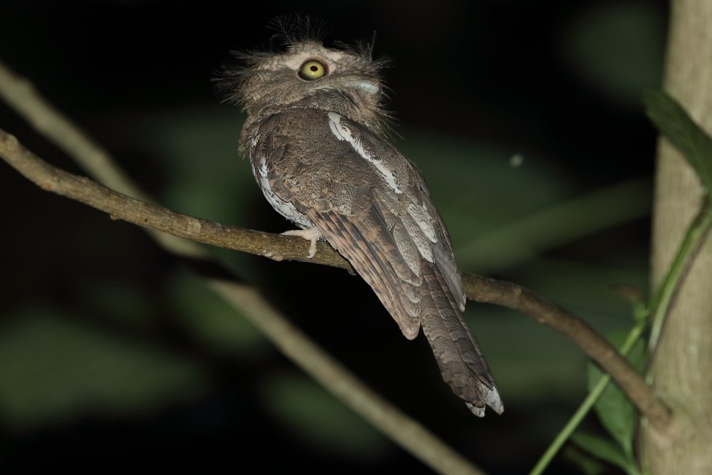 Batrachostomus auritus