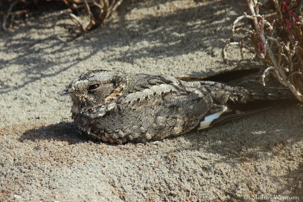 Caprimulgus pectoralis