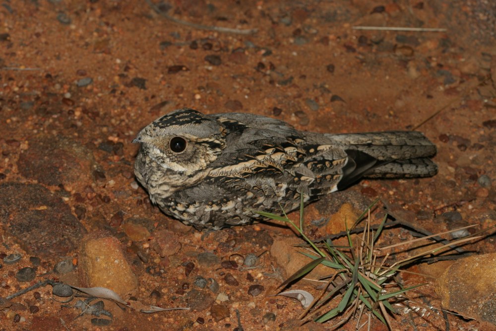 Eurostopodus Argus