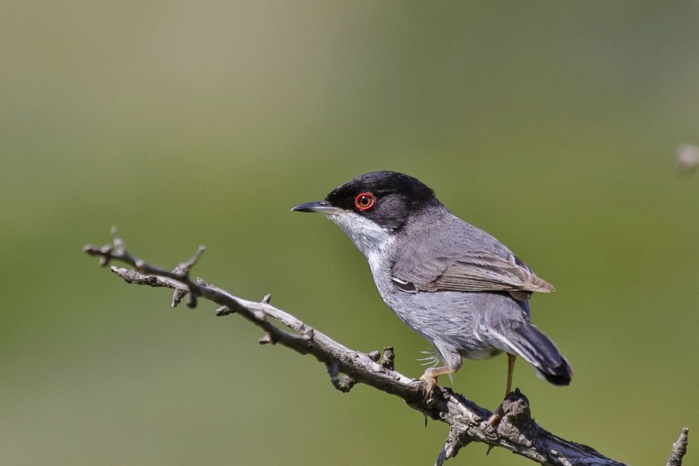Sylvia melanocephala