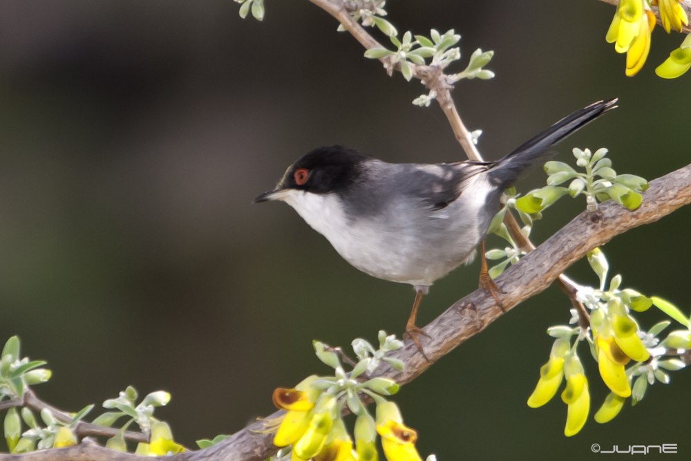 Sylvia melanocephala