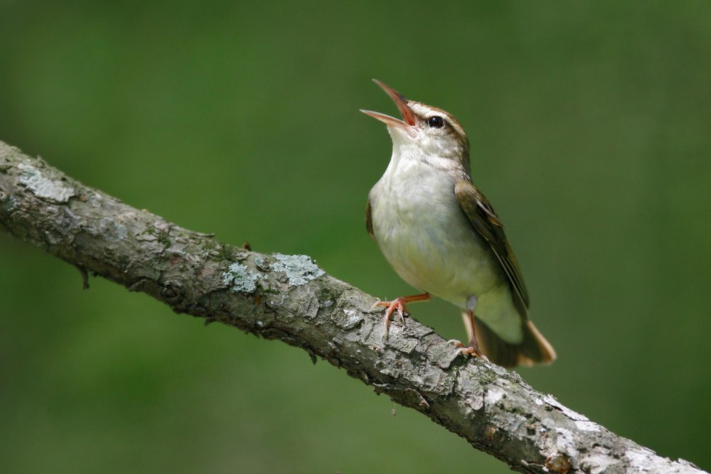Swainson’s Warbler