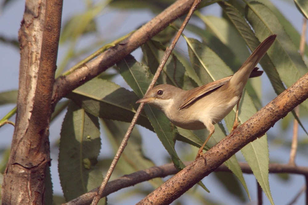 Horornis Vulcanius