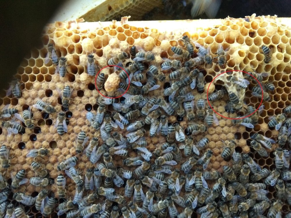 Пчелы biastes emarginatus