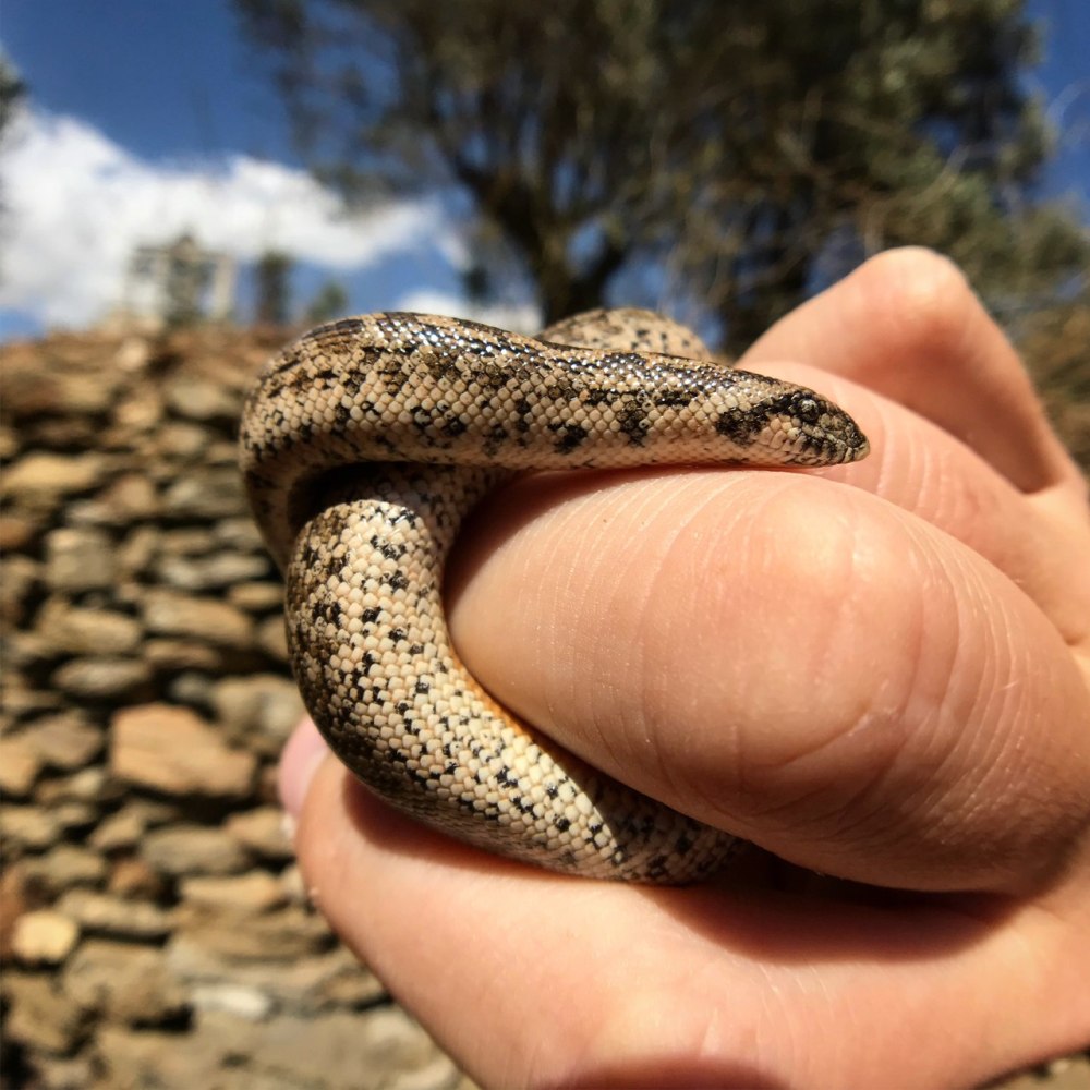 Eryx jaculus
