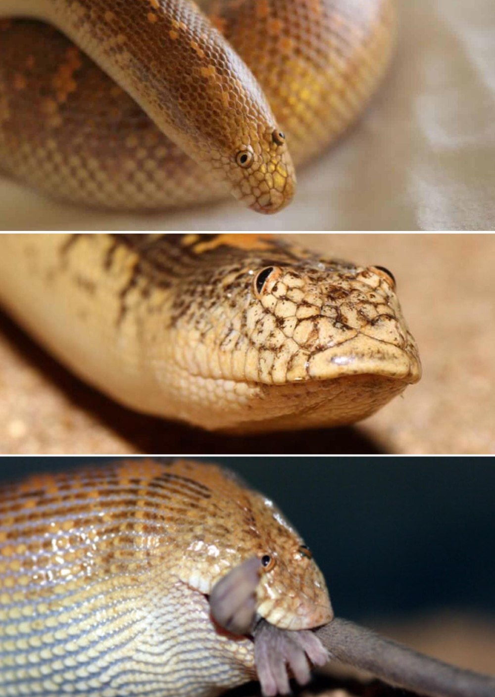 Arabian boa