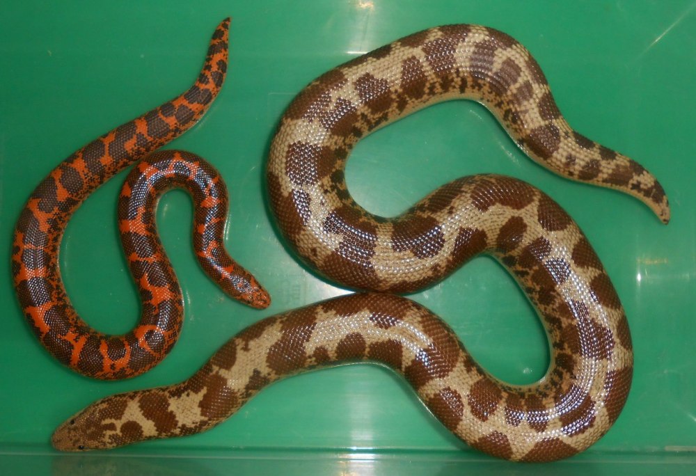 Eryx colubrinus