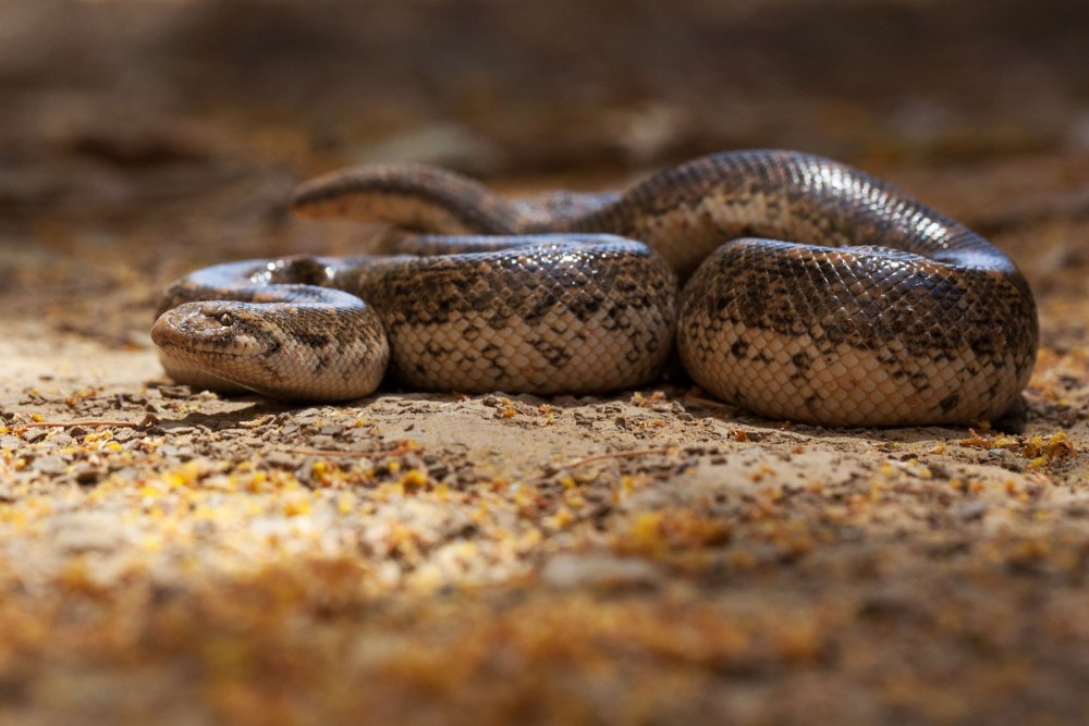 Песчаный удавчик Eryx miliaris (Pallas, 1773)