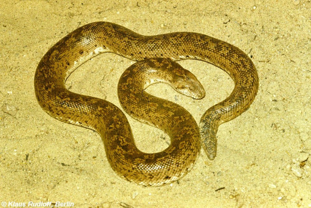 Песчаный удавчик Eryx miliaris (Pallas, 1773)