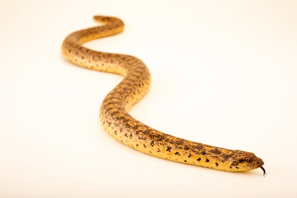 Eryx miliaris miliaris