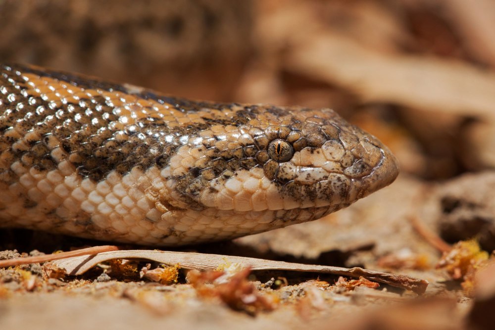 Eryx jaculus