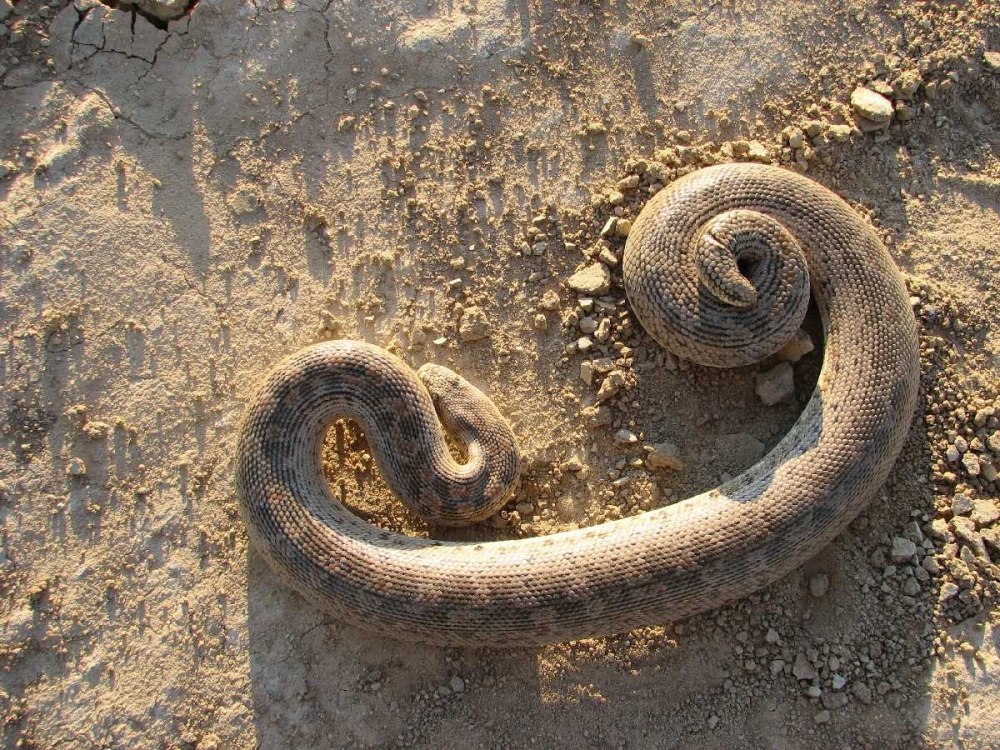 Песчаный удавчик Eryx miliaris (Pallas, 1773)