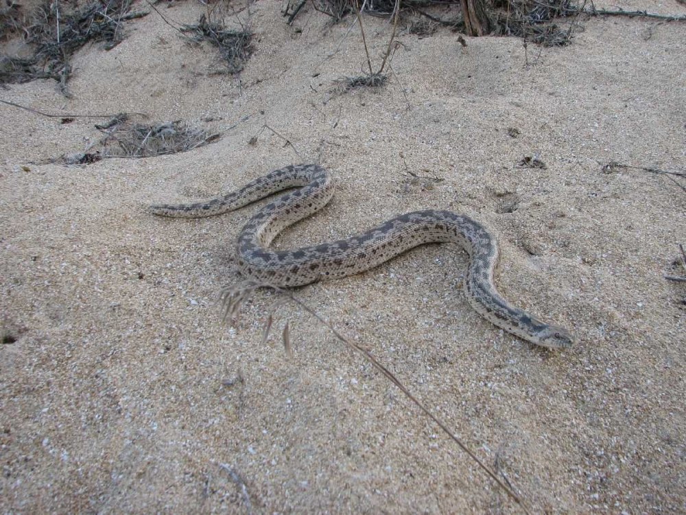 Песчаный удавчик Eryx miliaris (Pallas, 1773)