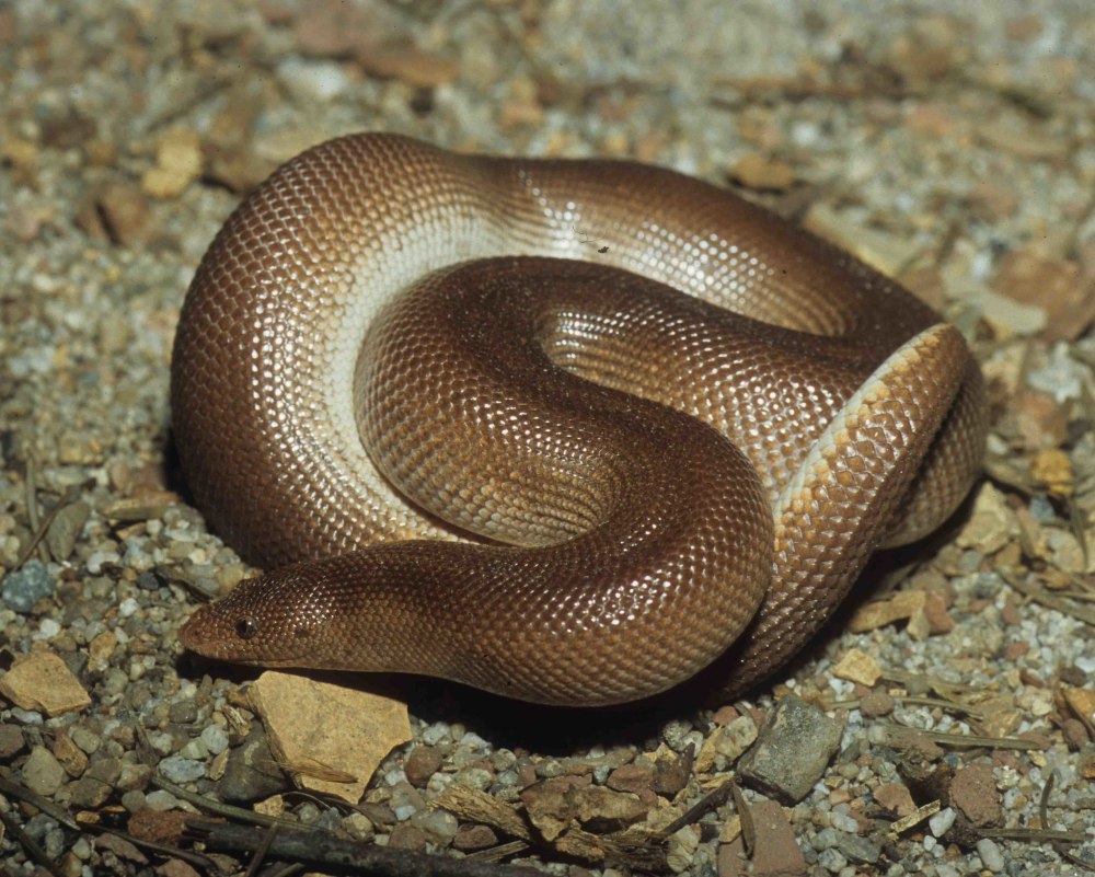 Кенийские удавчики 2022 (Gongylophis colubrinus):