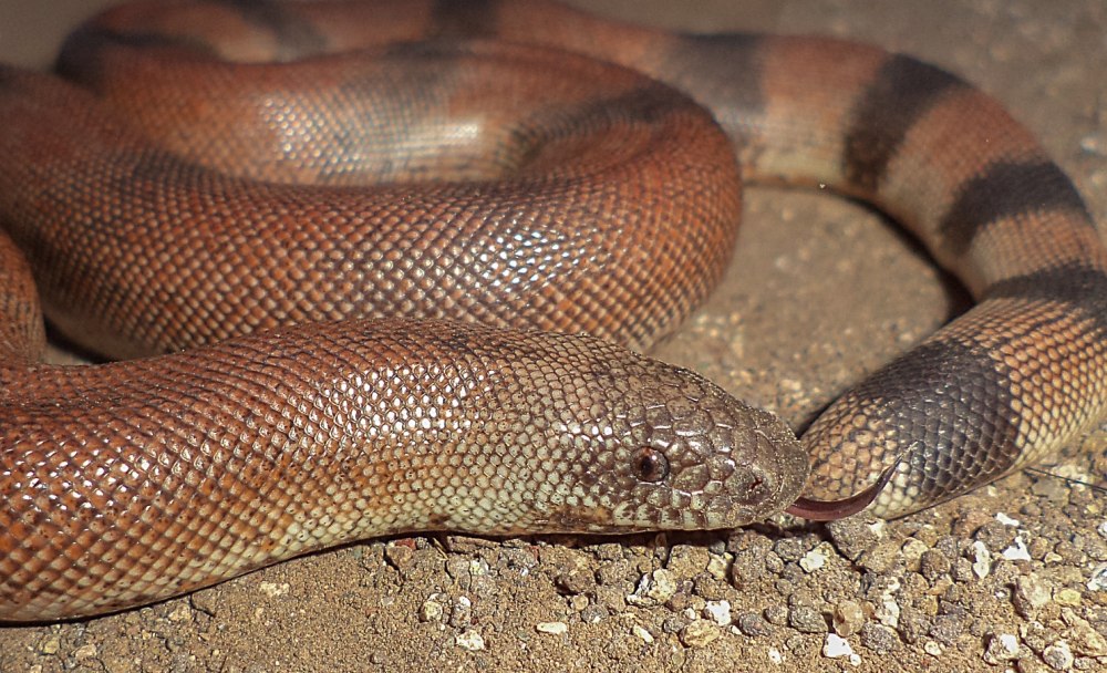 Eryx johnii