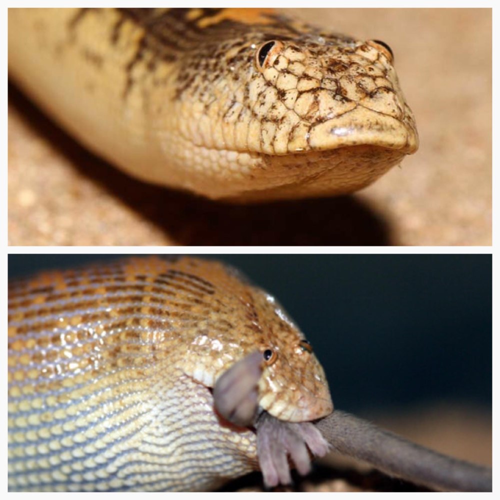 Arabian Sand boa