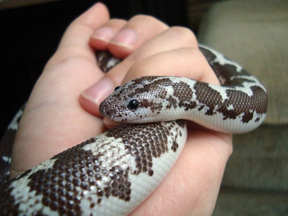 Sand boa