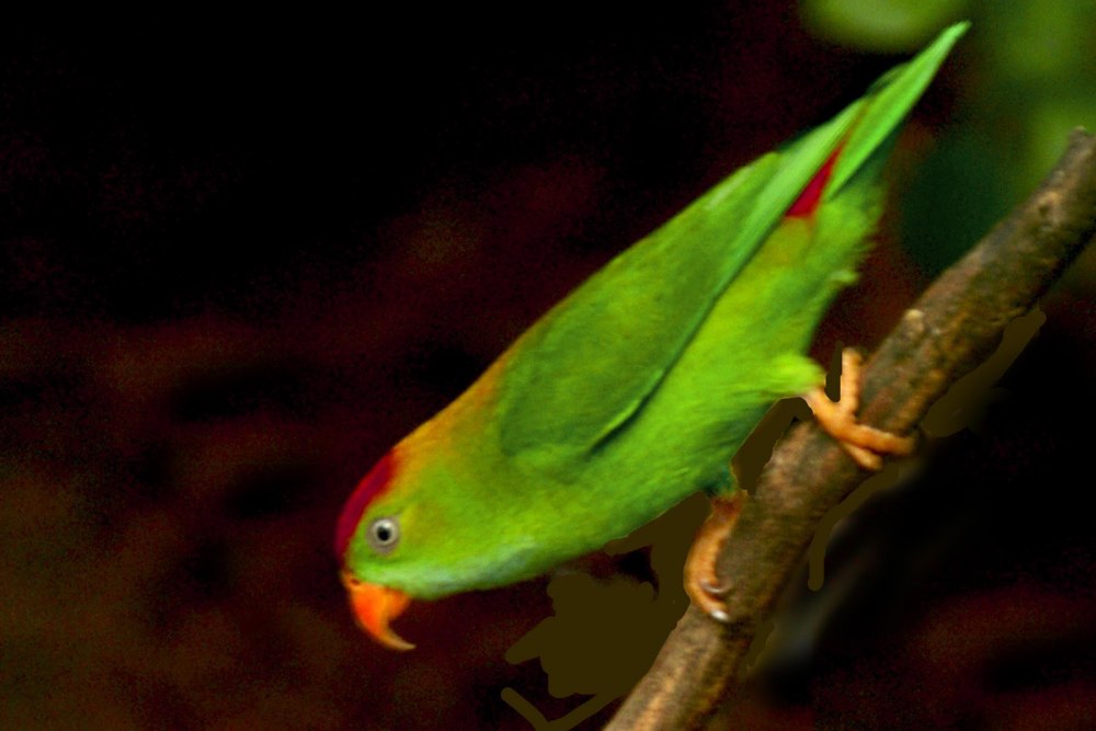 Loriculus beryllinus