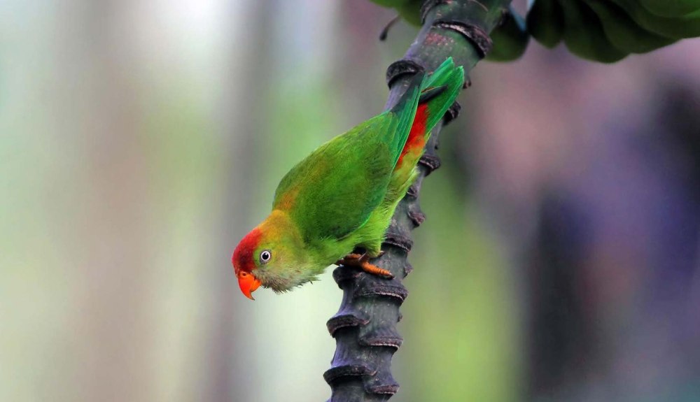 Loriculus beryllinus