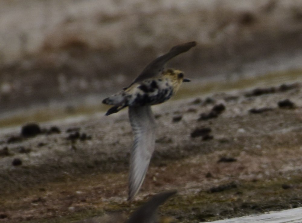 Cape Buzzard