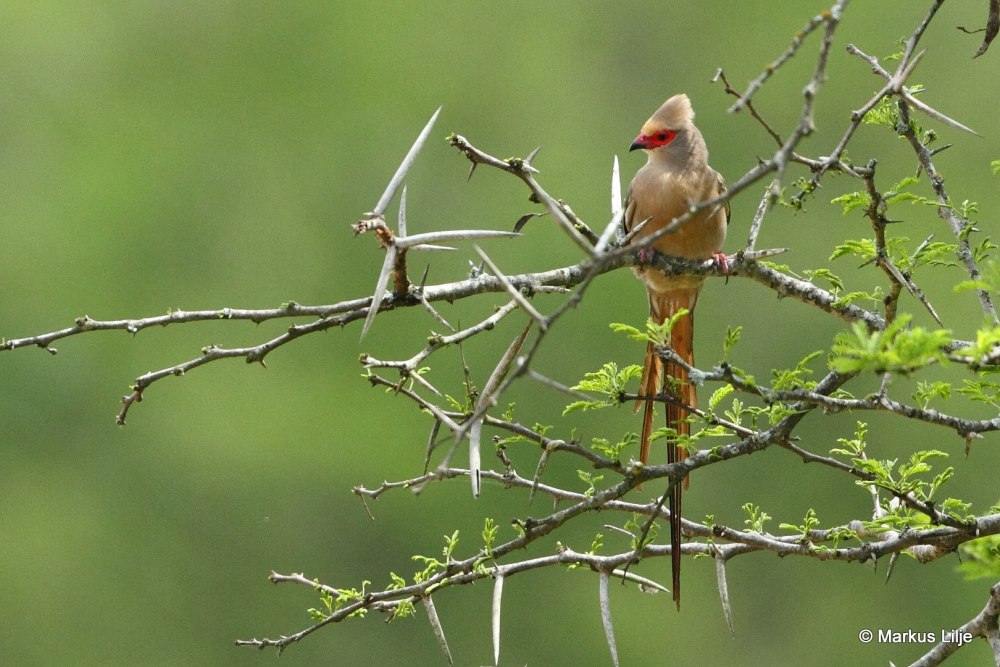 Red-faced Mousebird