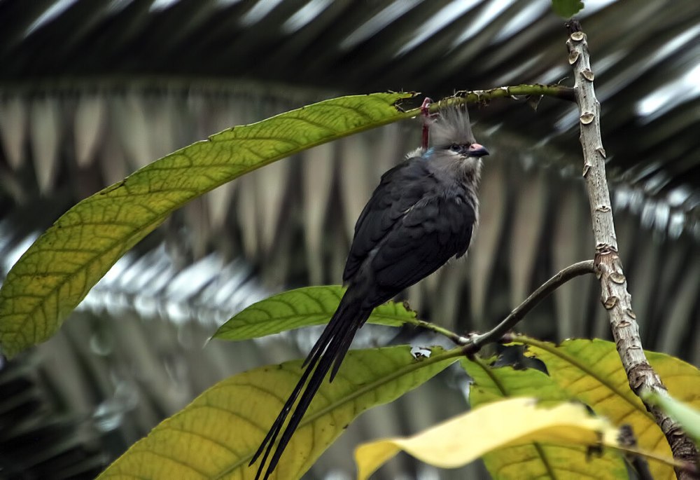 Blue-naped Mousebird
