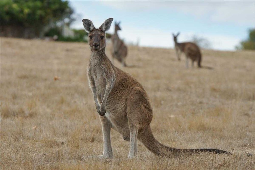 Kangaroos have strong long Tail правда или нет