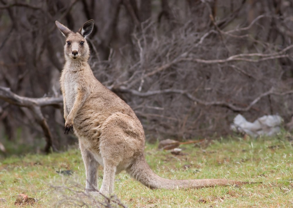 Кенгуру Macropus