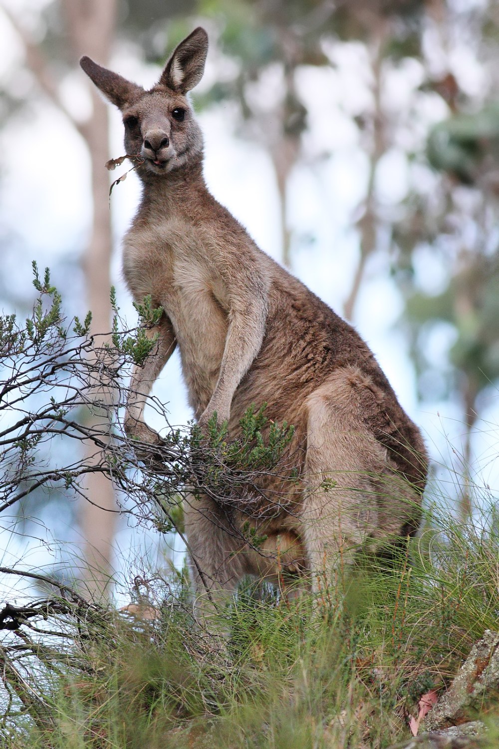 Macropus giganteus