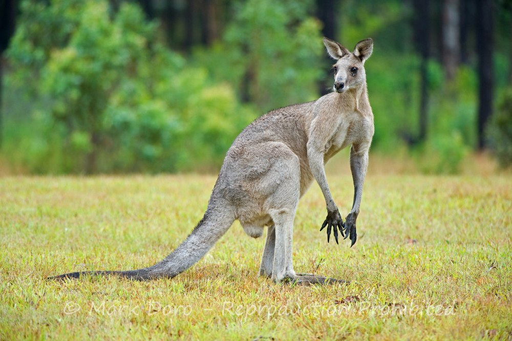Кенгуру Macropus