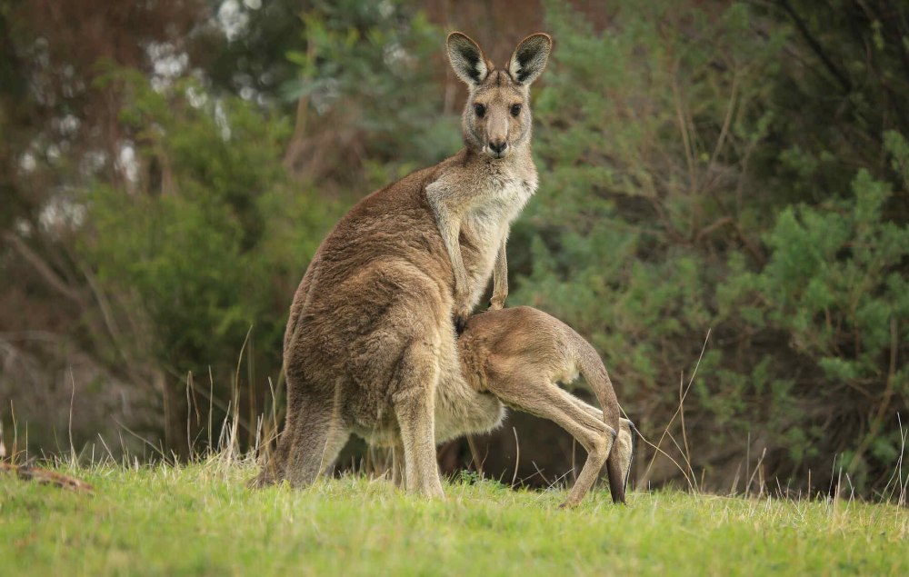 Kangooroos rareity
