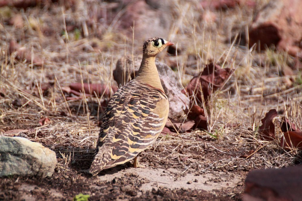 Painted Sandgrouse