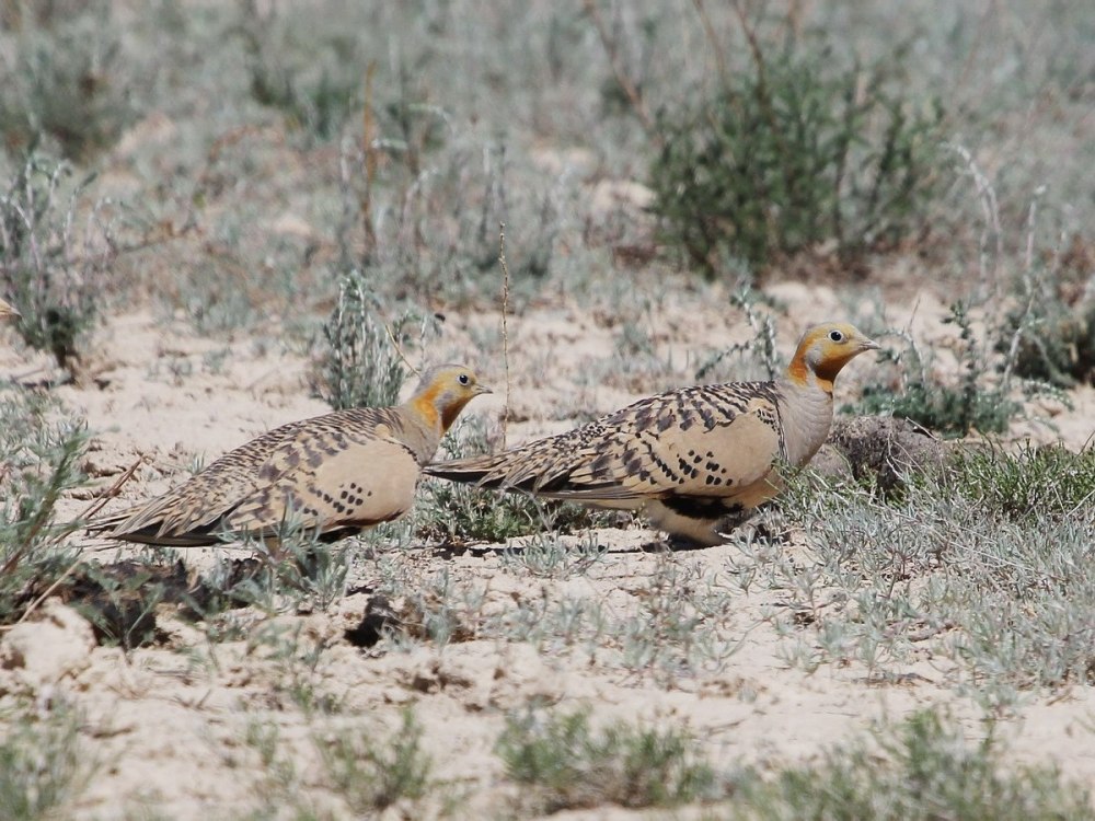 Саджа Syrrhaptes paradoxus